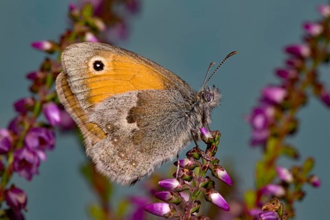Small heath (Coenonympha pamphilus)