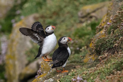 Puffin (Fratercula arcitica)