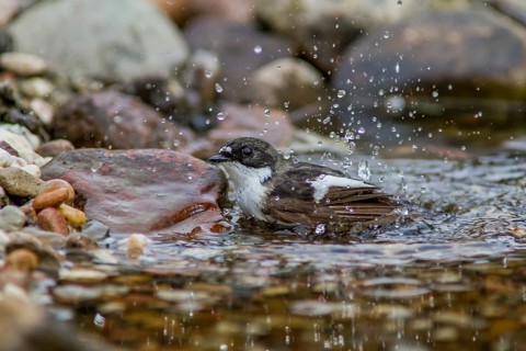 Pied flycatcher - male bathing (Ficedula hypoleuca)
