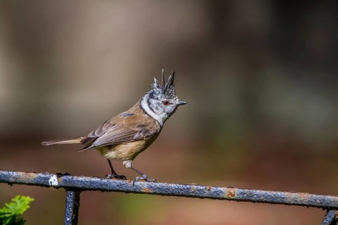Crested tit - male on a railing (Parus cristatus)