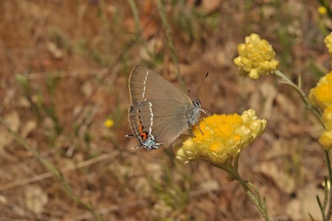 Buckthorn Fritillary (Satyrium spini)