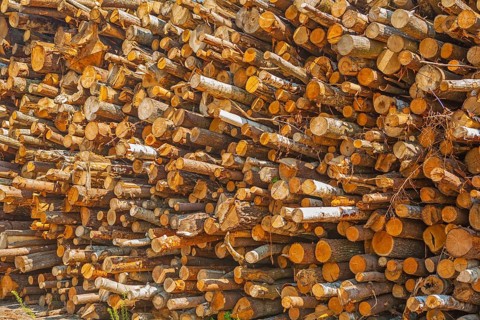 View on pile of woods tree trunks
