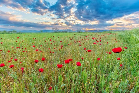 Landscape Greece, island Lesbos, flower meadow, poppies, Lesbos, Greece, Europe