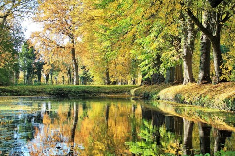 Autumn forest