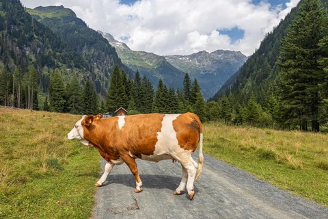 Impressions from Mallnitz Hohe Tauern National Park Seebachtal