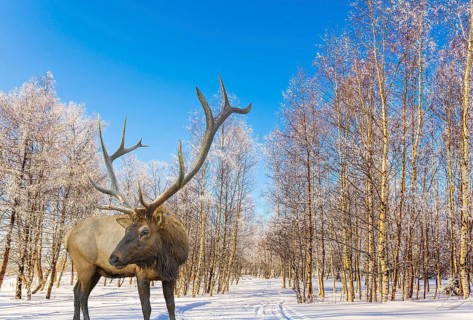 Magnificent reindeer on ski road in the snow-covered aspen grove. Journey to Santa Claus. Bright