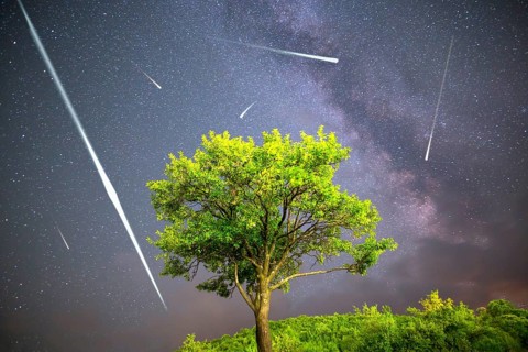 A view of a Meteor Shower and the Milky Way. Green plum tree with plums high in the mountain in the