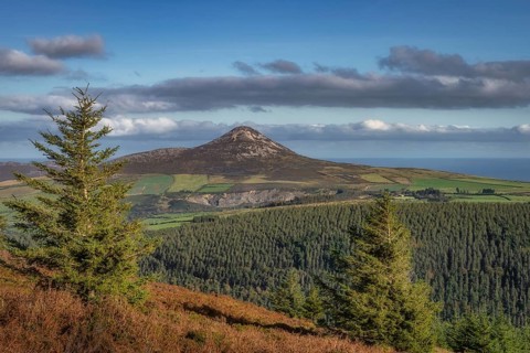Hiking in Wicklow Mountains. View on Sugarloaf Mountain through pine trees, ferns and forest in