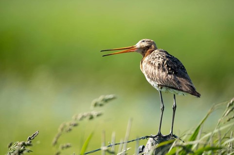Black-tailed godwit in landscape on pole