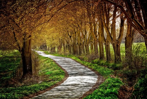 Alley, Primeval forest Urwald Sababurg, Hofgeismar, Weser Uplands, Weserbergland, Hesse, Germany,
