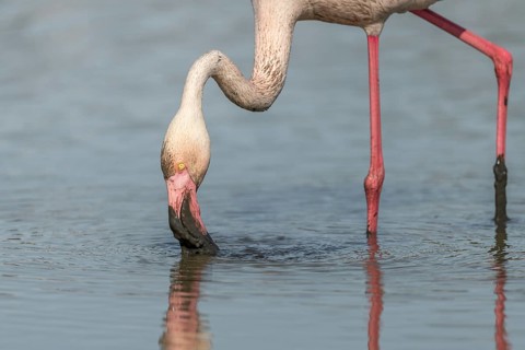 Flamingo (Phoenicopterus roseus) eating in a pond in a natural reserve. Saintes Maries de la Mer,