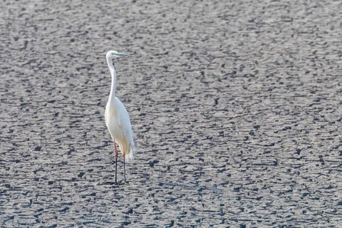 Great Egret Standing on Dry Pond (Ardea alba) Great White Egret, Common Egret