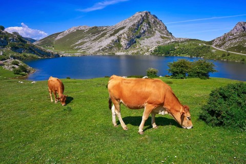 Enol lake at Picos de Europa in Asturias of Spain
