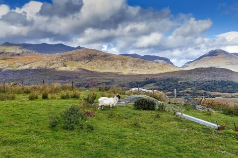 Mountain Landscape with sheep in Ring of Kerry, Ireland, Europe