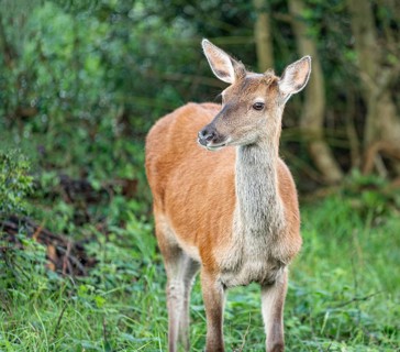 Red deer, Woodland, Glenveagh National Park, Donegal, Ireland, Europe