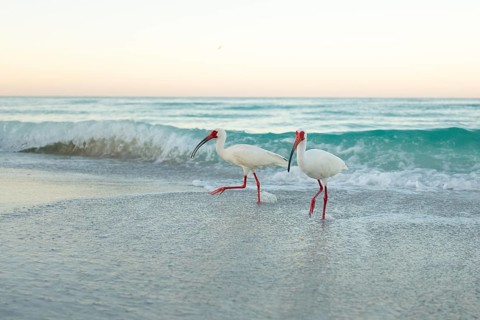 American White Ibis (Eudocims Albus) feed in the early morning surf along Lido Beach on the Gulf of