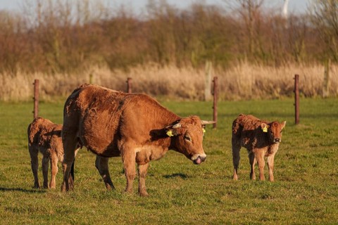 Mother cow with two calves on a rural pasture in the sunshine, ramsdorf, münsterland, germany