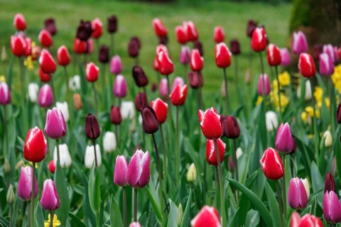 Variety of colourful tulips in different colours in a meadow in a spring-like flair, vreden,