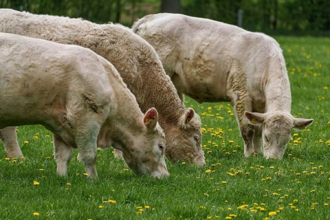 Three cows grazing close to each other in a meadow with yellow flowers, weseke, münsterland,