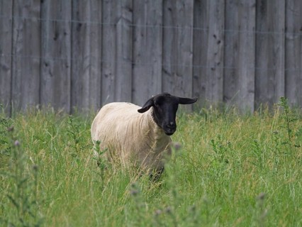 A sheep with a black head stands alone on a green pasture and looks into the camera, Velen, North