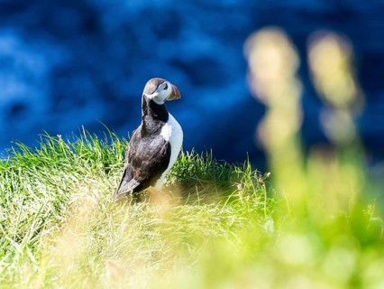 Puffin (Fratercula arctica) on a cliff on the Westman Islands, Iceland, Europe