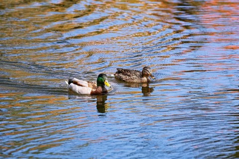 A pair of ducks swimming in a pond Bialystok, Poland, Europe