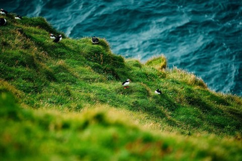 Puffins spread across a cliffside with waves in the background, bird, puffins, puffins, animal