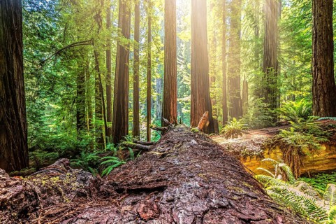 Fallen Redwood Tree in Northern California Forest, Color Image