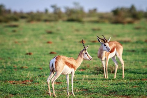 Two Springboks standing in the grass in the Etosha National Park, Namibia, Africa