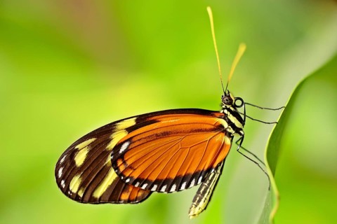 Quail Wheat Fritillary (Melitaea athalia)