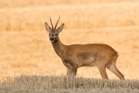 Roebuck (Capreolus capreolus)
