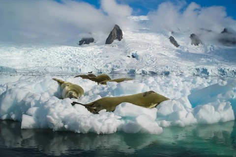 Sea leopard in Antarctica in its natural habitat Sea leopard in Antarctica in its natural habitat