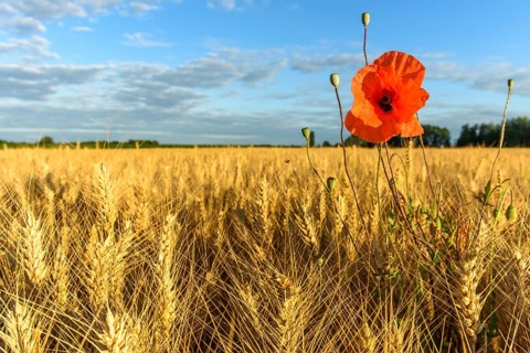 Cereal field with poppies in the French countryside. Alsace, Grand est, France, Europe