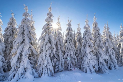 Winter spruce trees with sun rays. Trees covered in deep snow