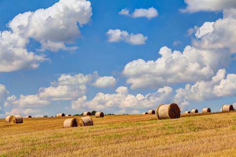 Straw bales at harvest time with blue sky and white clouds