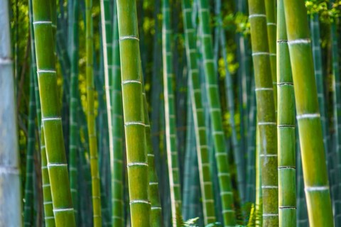 Kyoto Arashiyama bamboo forest. Shooting Location: Kyoto