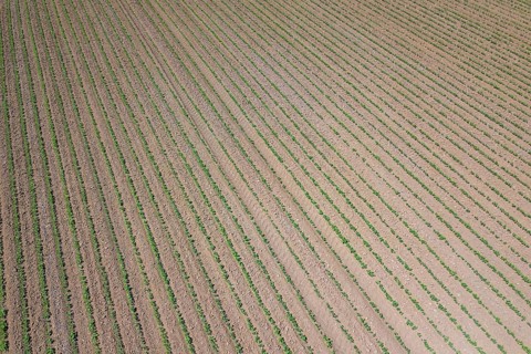Soybean plantation. Aerial view of cultivated agricultural soybean field. Top view Spring time