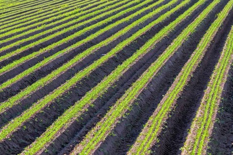 Carrot Field Green Rows, Carrots Growing on Field