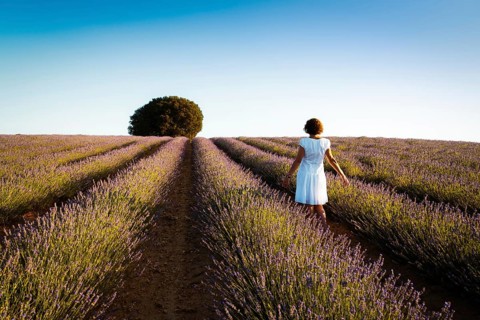 Woman wearing white dress at lavender fields, rear view. Summer sunset landscape in Brihuega,