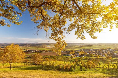 View through autumnal tree branches onto scenic vineyard and valley at sunset in Southern Germany