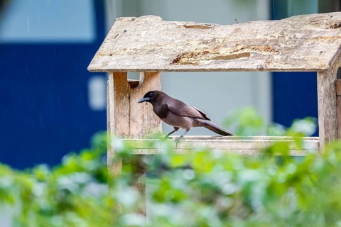 Purplish Jay sitting in a wooden bird house, Pantanal Wetlands, Mato Grosso, Brazil, South America