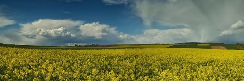 Thunderclouds over a rape field, Wetterau, Hesse, Germany, Europe