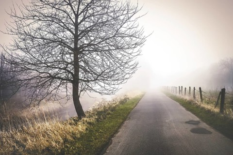 Fog at Marschbahndamm in Kirchwerder, Hamburg, Germany, Europe