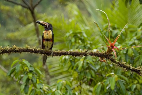 Fiery-billed aracari, costarica