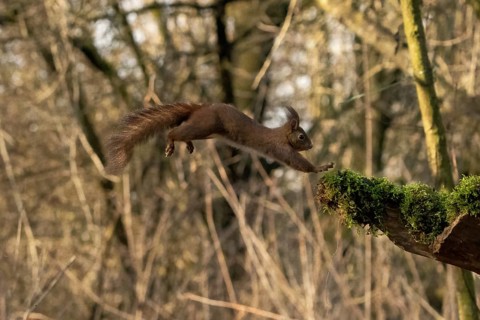 Sciurus vulgaris, italy