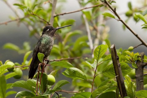 Hummingbird, costarica