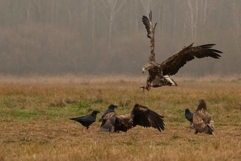 Haliaeetus albicilla, white taled eagle, Poland, Europe