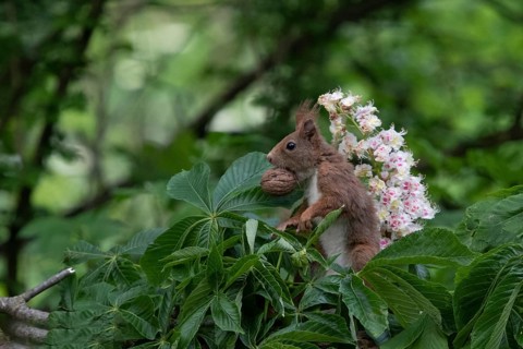 Sciurus vulgaris, red squirrel, italy