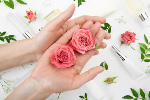Rose buds in caucasian model hands on white background with cosmetic bottles tubes and droppers