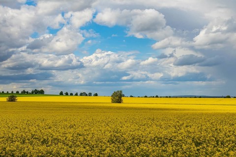 Rapeseed